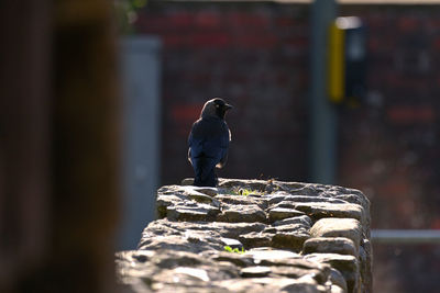 Pigeon perching on a wall