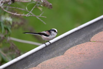 Close-up of bird perching on leaf