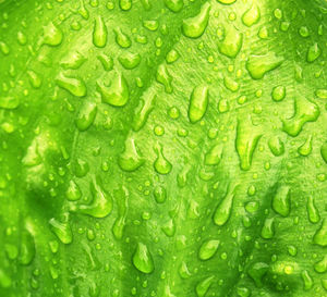 Full frame shot of wet leaf