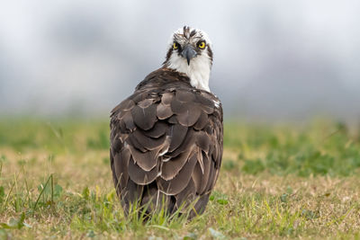 Close-up of a bird on field