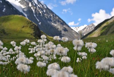 White flowering plants on field against mountains