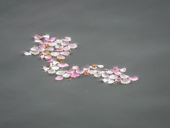 Close-up of flowers