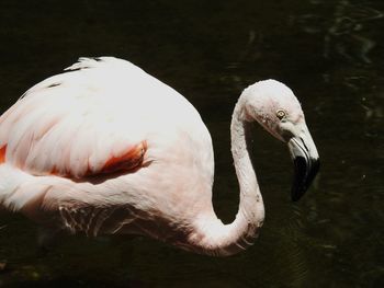 Close-up of duck in lake