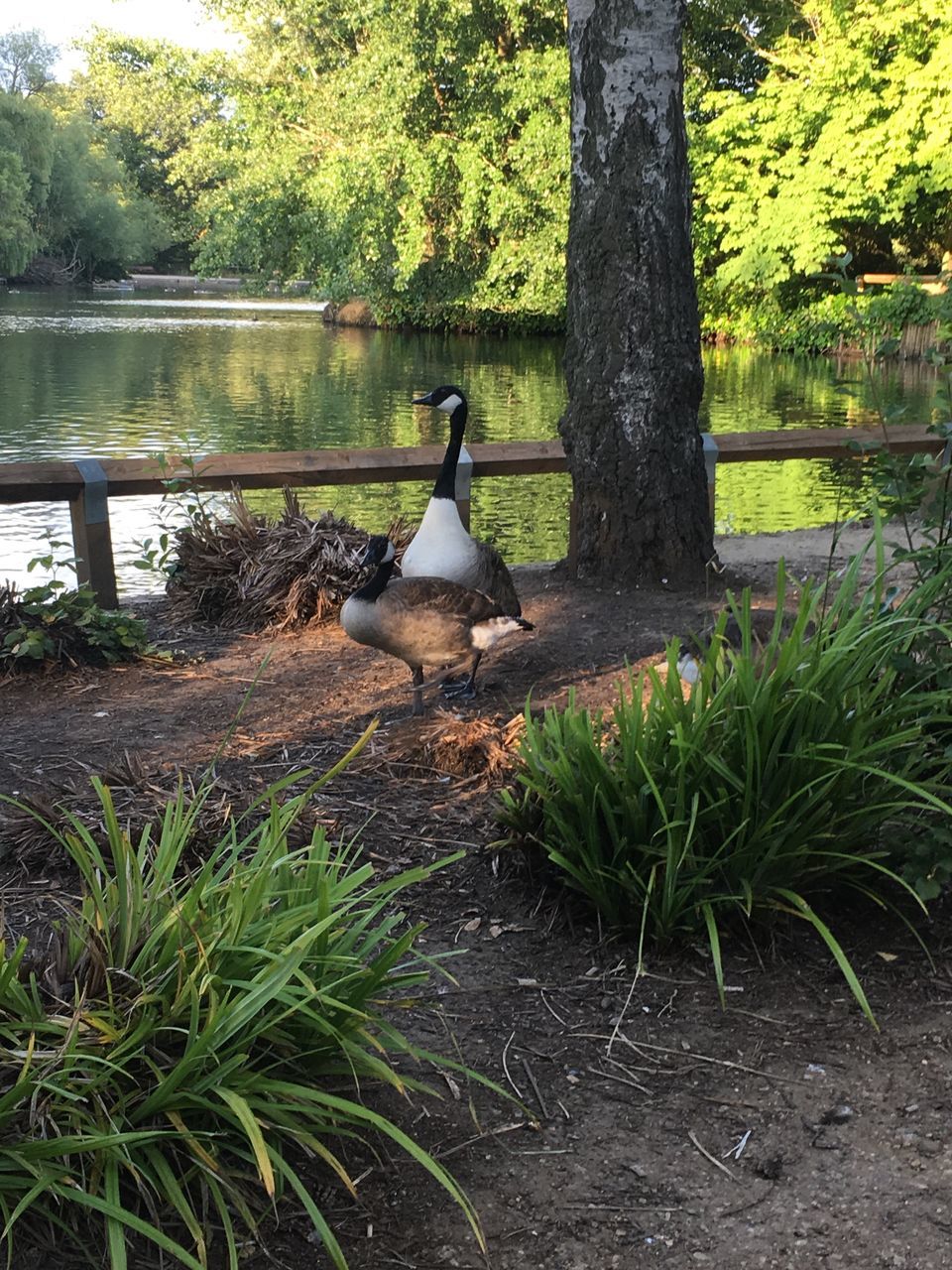 plant, animal, vertebrate, tree, animal themes, animals in the wild, bird, animal wildlife, water, one animal, lake, nature, growth, no people, day, goose, trunk, tree trunk, perching, outdoors