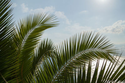 Low angle view of palm tree against sky