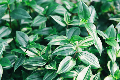 High angle view of green leaves on plant