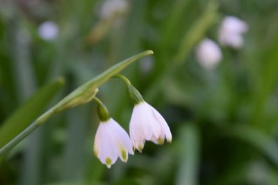 Close-up of pink flowers