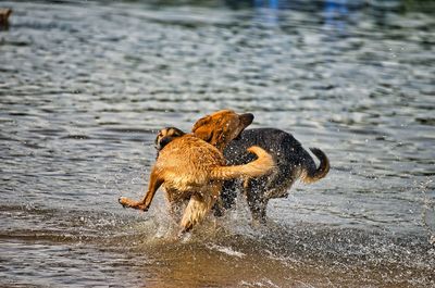 Close-up of dog in water