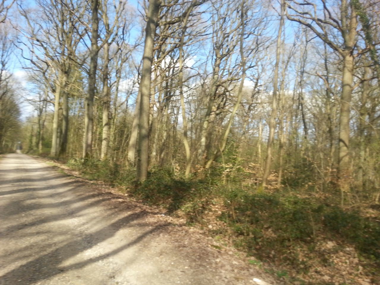 ROAD AMIDST TREES AND PLANTS IN FOREST