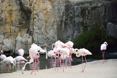 Flock of birds on rock by lake