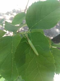 Close-up of green leaves