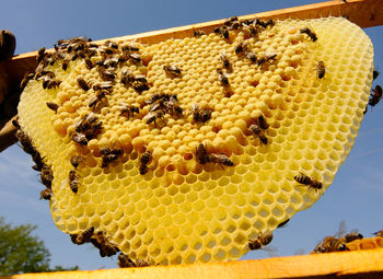 Bee keeper showing honey comb with honey bees in his garden