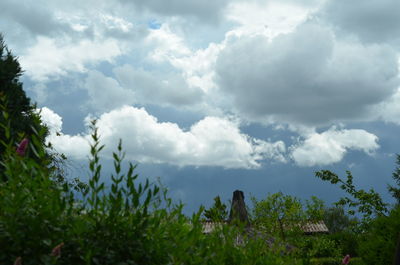 Scenic view of trees on field against sky
