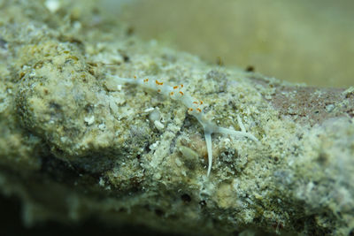 Close-up of crab on sand