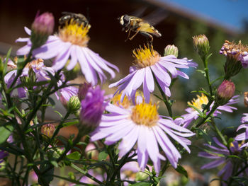 Close-up of bee pollinating on purple flowers