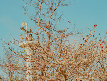 Low angle view of bare tree against blue sky