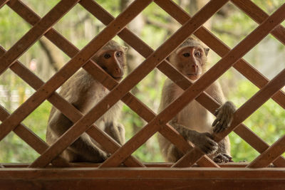 Long-tailed macaques look through wooden trellis window