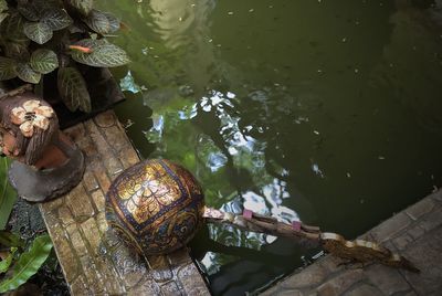 High angle view of turtle in lake