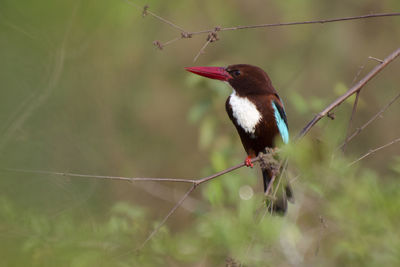 Close-up of white breasted kingfisher perching on branch