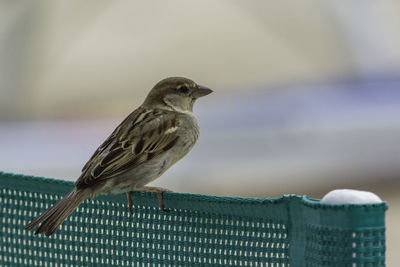 Close-up of bird perching on railing