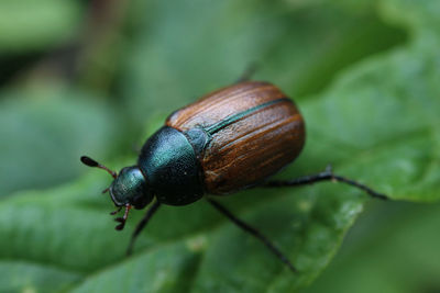 Close-up of insect on leaf