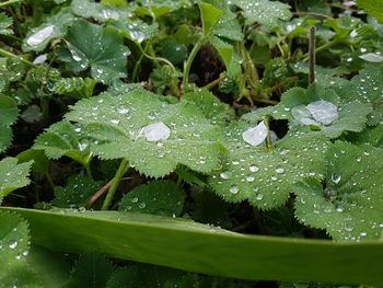 Close-up of wet plants