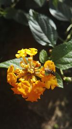 Close-up of yellow flowers