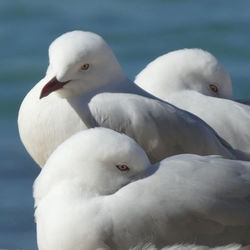 Close up of seagulls on beach