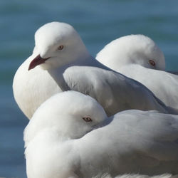 Close-up of white swan in sea