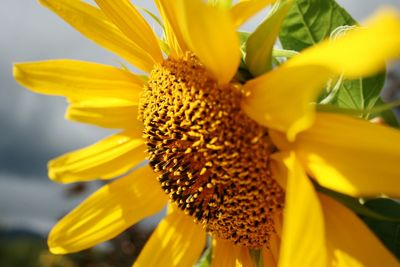 Close-up of sunflower