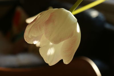 Close-up of flower against blurred background