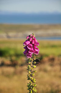 Close-up of pink flowering plant on field