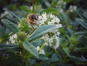 Close-up of bee on flower