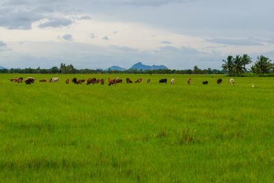 Flock of sheep grazing in field