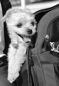 Close-up of dog in car