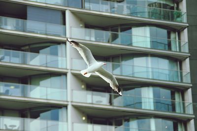 Low angle view of bird flying against building