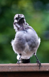 Close-up of bird perching on wood