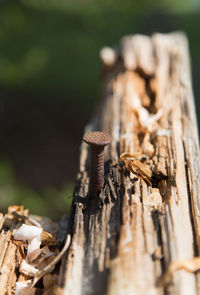 Close-up of nail on wood