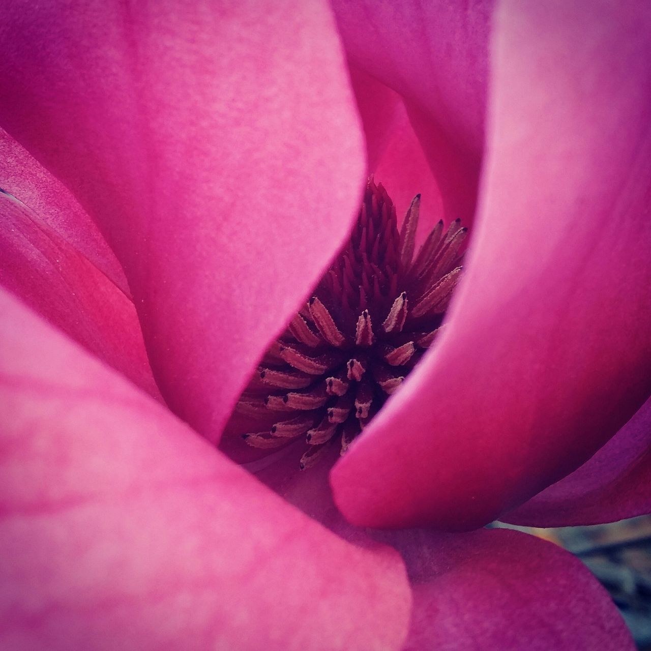 flower, petal, flower head, fragility, pink color, full frame, freshness, beauty in nature, close-up, backgrounds, single flower, growth, extreme close-up, nature, pink, macro, natural pattern, softness, purple, detail