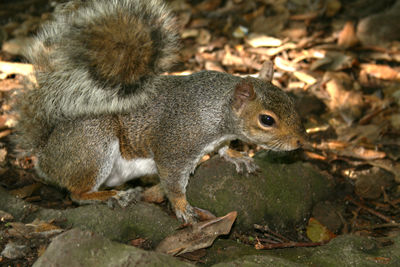 Close-up of squirrel