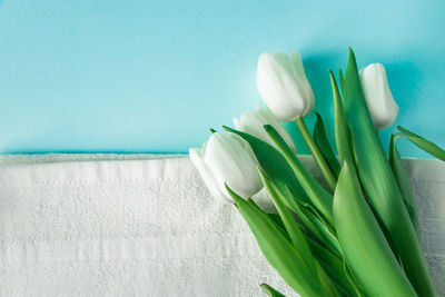 Close-up of white tulips against wall