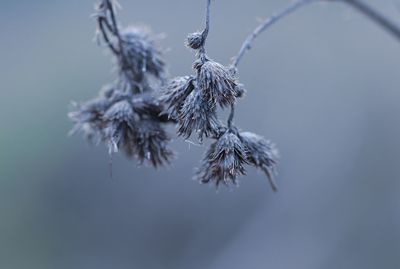 Close-up of frozen plant