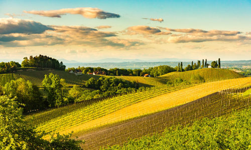 Scenic view of agricultural field against sky