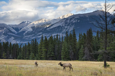 Horses in a field