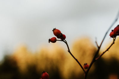Close-up of red berries growing on plant