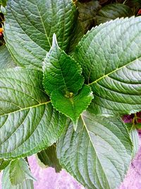 Close-up of leaves