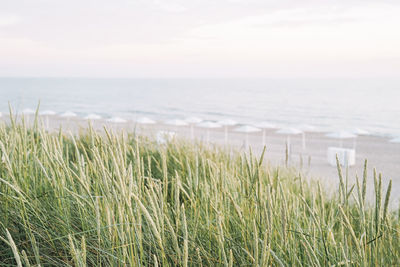 Green grass dunes on background of sandy beach of the baltic sea