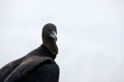 Close-up of condor against clear sky