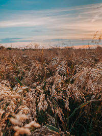 Close-up of plants on beach against sky