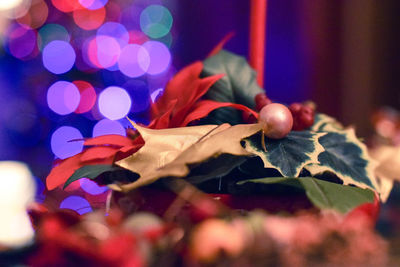 Close-up of dry maple leaves